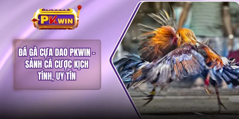 Đá Gà Cựa Dao PKWIN – Sảnh Cá Cược Kịch Tính, Uy Tín