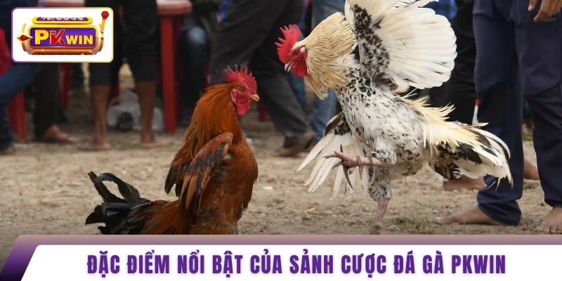 Đặc điểm nổi bật của sảnh cược đá gà PKWIN