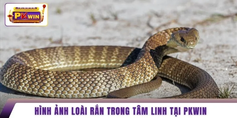 Hình ảnh loài rắn trong tâm linh tại PKWIN