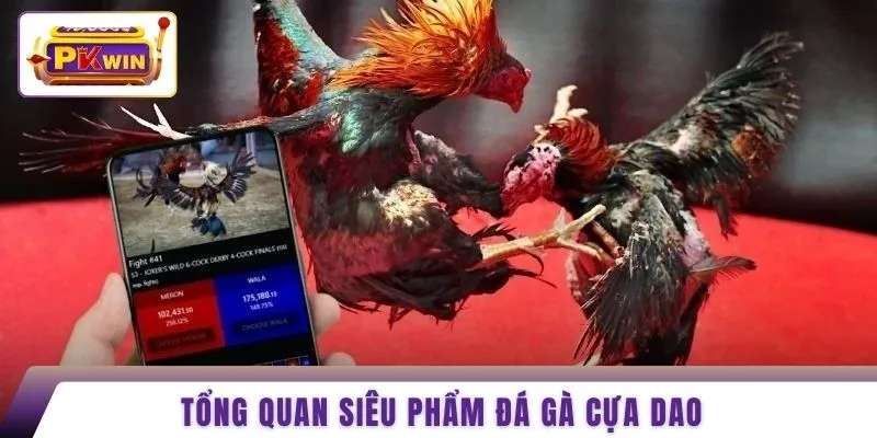 Tổng quan siêu phẩm đá gà cựa dao 